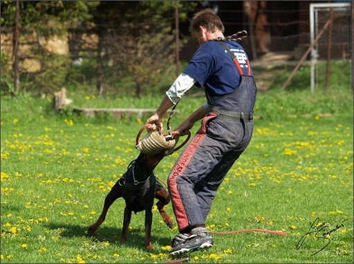 Dogs in training 5/2008